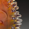 arbor bowl detail