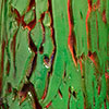 tree stump green tmb